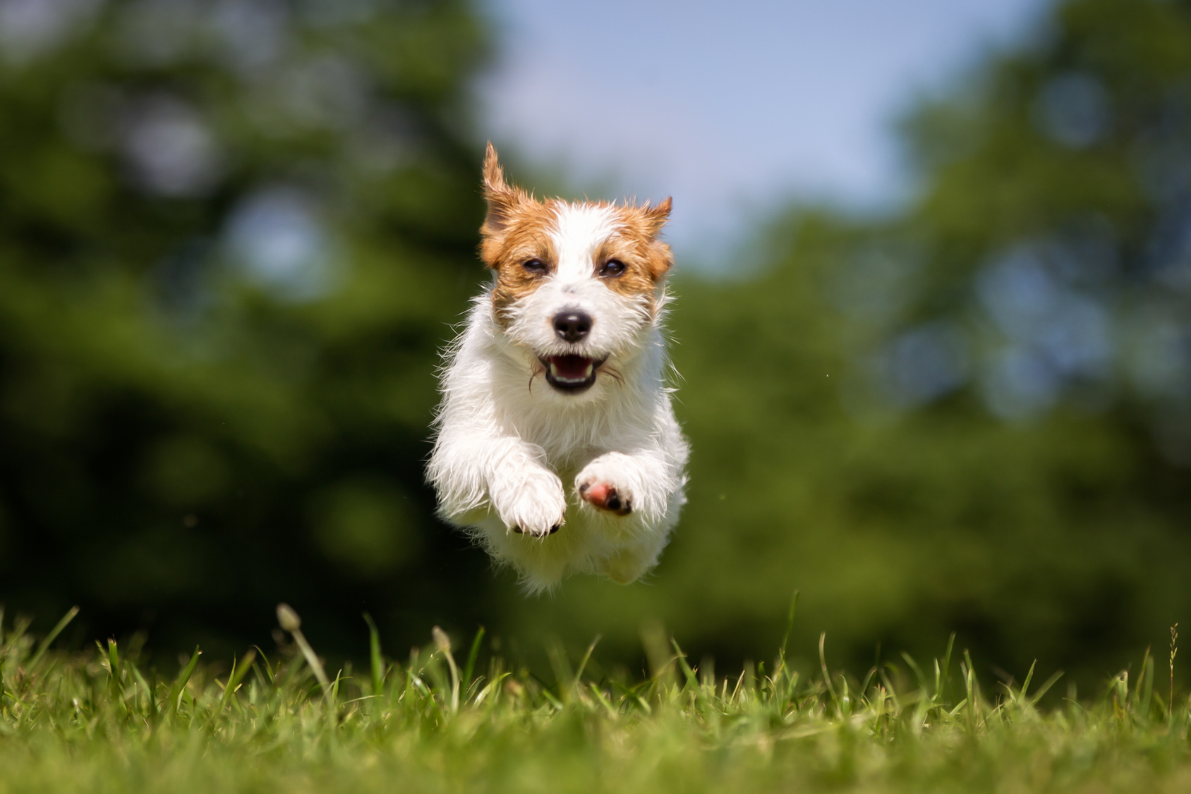 Promo image for Flea Control in south Georgia