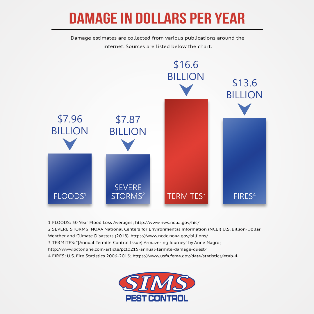 Termite Damage Infographic