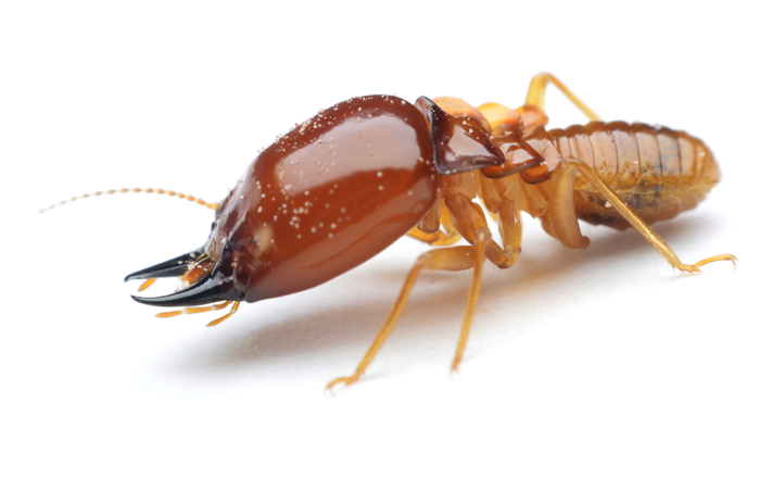 Termite Control Treatments And Best Practices